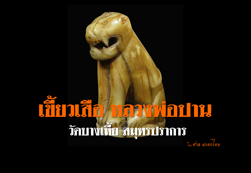 เขี้ยวเสือหลวงพ่อปาน วัดมงคลโคธาวาศ (บางเหี้ย) สมุทรปราการ