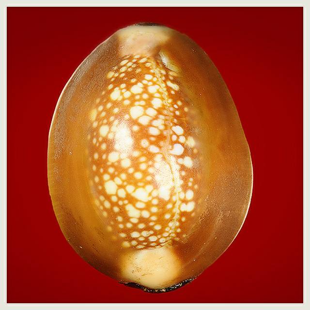 หลวงพ่อนุ่ม วัดนางใน