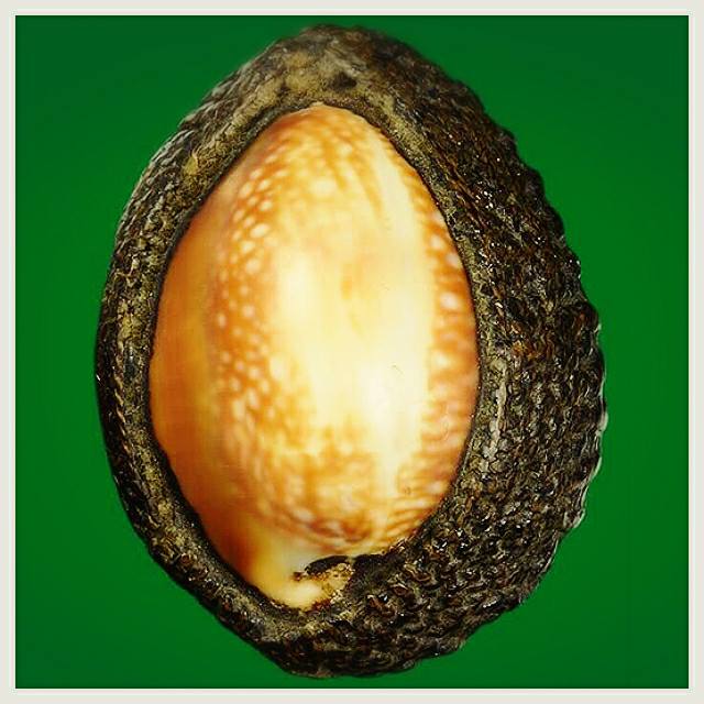 หลวงพ่อนุ่ม วัดนางใน