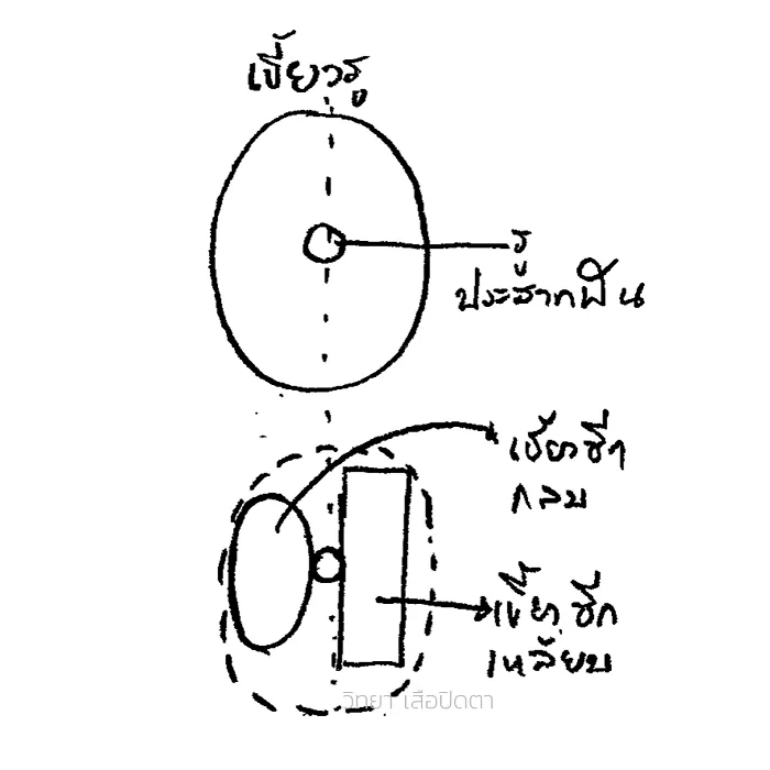 ตัวอย่างเขี้ยวเสือหลวงพ่อปาน รู เขี้ยวซีกกลม เซียกเหลียม