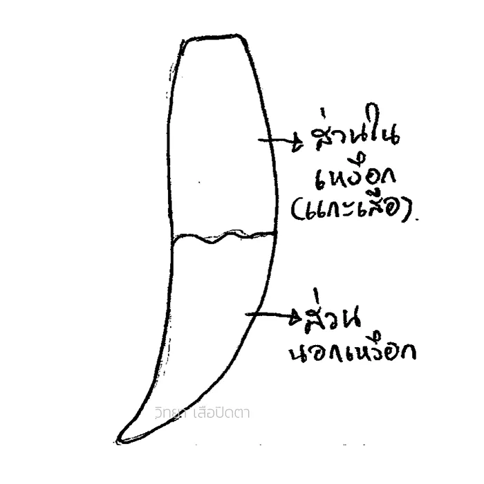 ลักษณะตัวอย่างเขี้ยวเสือหลวงพ่อปาน