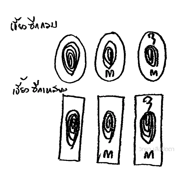 เปรียบเทียบเขี้ยวรู และเขี้ยวซีก ที่ใช้แกะเป็นเสือซีก หลวงพ่อปาน วัดบางเหี้ย